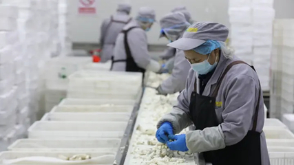 聚鏈成群逐綠向新 一朵菌菇引領食用菌產業的蝶變升級